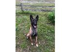 Adopt Oakley a Brown/Chocolate - with Black Belgian Malinois / Mixed dog in