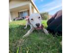 Adopt Reese's a White - with Tan, Yellow or Fawn Pit Bull Terrier / Mixed dog in