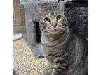 Adopt Max a Brown Tabby Domestic Shorthair / Mixed cat in Merriam, KS (40722483)