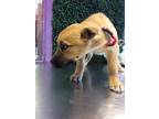 Adopt 55374870 a Tan/Yellow/Fawn Border Terrier / Mixed dog in El Paso