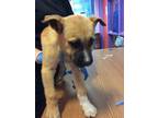 Adopt 55374864 a Tan/Yellow/Fawn Border Terrier / Mixed dog in El Paso