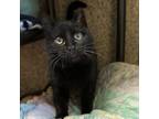 Adopt Velma a All Black Domestic Shorthair / Mixed cat in Merriam, KS (40687941)