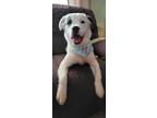 Adopt Cookie a White - with Gray or Silver Pit Bull Terrier / Mixed dog in