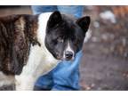 Adopt Annette a Brindle - with White Akita / Mixed dog in Toms River