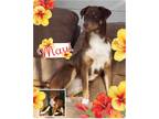 Adopt Maui????Foster Hernando Cty, FL a Red/Golden/Orange/Chestnut - with White