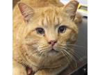 Adopt Sully a Orange or Red Domestic Shorthair / Mixed cat in Wilmington