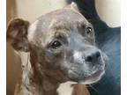 Adopt LOUISE a Brindle Pit Bull Terrier / Mixed dog in Tucson, AZ (39320539)