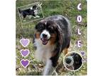 Adopt Cole⭐️Foster Boone, Cty, KY a Tricolor (Tan/Brown & Black & White)