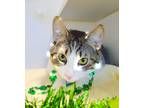 Adopt Bella a White (Mostly) Domestic Shorthair (short coat) cat in Scottsdale