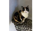 Adopt Delanor a Calico or Dilute Calico Domestic Shorthair cat in Pinson