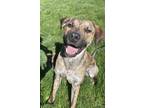 Adopt Chugs a Brindle Labrador Retriever / Mixed dog in Boise, ID (40810704)