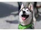 Adopt Wolfie a Black - with Gray or Silver Siberian Husky / Mixed dog in Walnut