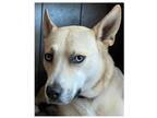 Adopt Molly a Tan/Yellow/Fawn - with White Husky / German Shepherd Dog dog in