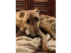 Adopt Dyson a Brindle Greyhound / Mixed dog in Cedar Park, TX (40810240)