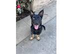 Adopt Loki a Black German Shepherd Dog / Husky / Mixed dog in San Gabriel