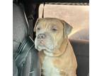 Adopt Alma *Hospice a Pit Bull Terrier / Mixed Breed (Medium) dog in Huntington