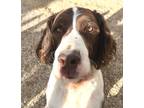 Adopt Max - Adoption Pending a Brown/Chocolate - with White English Springer