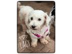 Adopt Lacie a White Bichon Frise / Mixed dog in N. Babylon, NY (40048808)