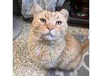 Adopt Shaggy a Orange or Red Domestic Shorthair / Mixed cat in Merriam