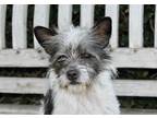 Adopt Handstand - 9 pounds! a White - with Gray or Silver Scottie