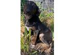 Adopt Brooke a Brindle Rat Terrier / German Shepherd Dog / Mixed dog in
