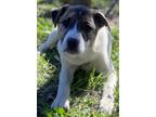 Adopt Crimson a Brindle - with White American Pit Bull Terrier / Mixed dog in