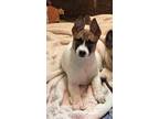 Adopt Thomas a Tricolor (Tan/Brown & Black & White) Australian Cattle Dog /