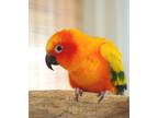 Adopt Spicy a Conure bird in St. Louis, MO (39545387)