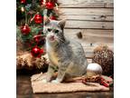 Adopt Siesta a Domestic Shorthair / Mixed (short coat) cat in Richland Hills