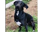 Adopt Nibble a Black - with White Labrador Retriever / Mixed dog in Jena