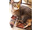 Adopt Guinness a Brown Tabby Domestic Shorthair / Mixed Breed (Medium) / Mixed