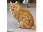 Adopt Spanky a Orange or Red Domestic Mediumhair / Domestic Shorthair / Mixed