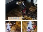 Adopt Tigger a Brown/Chocolate - with White Mountain Cur / Terrier (Unknown