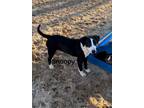 Adopt Snoopy a Black - with White Beagle / Mountain Cur / Mixed dog in Jena
