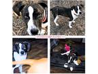 Adopt Peppermint Patty a Brindle - with White Catahoula Leopard Dog / Mountain