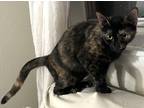 Adopt TORTOISESHELL BROWNIE a Tortoiseshell Calico (short coat) cat in