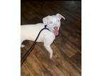 Adopt Fallon a White Beagle / Husky / Mixed dog in Jena, LA (40805688)