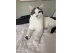Adopt Dwight a White (Mostly) Domestic Shorthair cat in Greensboro
