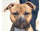 Adopt RHINO a Tan/Yellow/Fawn - with White Boxer / American Pit Bull Terrier /