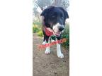 Adopt Korinthios a Black - with White Mixed Breed (Large) / Mixed dog in