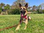 Adopt ADELE a German Shepherd Dog / Mixed dog in Tustin, CA (40362168)