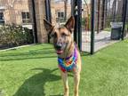 Adopt ADELE a German Shepherd Dog / Mixed dog in Tustin, CA (40362168)