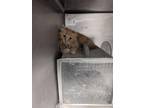 Adopt 55371046 a Orange or Red Domestic Longhair / Mixed Breed (Medium) / Mixed