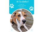 Adopt Walter a Brown/Chocolate Hound (Unknown Type) / Mixed dog in Savannah