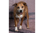 Adopt Andre a Tan/Yellow/Fawn Mixed Breed (Large) / Mixed dog in Clinton