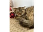Adopt Elinor a Brown or Chocolate Domestic Longhair / Domestic Shorthair / Mixed