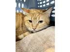 Adopt Hashbrown a Orange or Red Domestic Shorthair / Domestic Shorthair / Mixed
