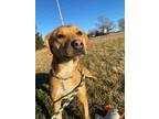 Adopt Colson a Red/Golden/Orange/Chestnut American Staffordshire Terrier / Mixed