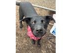 Adopt Abby (Little Bear) a Black Labrador Retriever / Mixed dog in Pendleton
