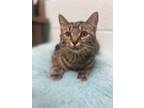 Adopt Jordan a Brown Tabby Domestic Shorthair / Mixed Breed (Medium) / Mixed